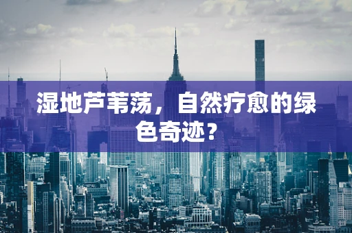 湿地芦苇荡，自然疗愈的绿色奇迹？